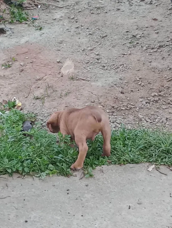 Cachorro ra a Misturado  idade 2 a 6 meses nome Marronzinho 