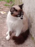 Marronzinho 
