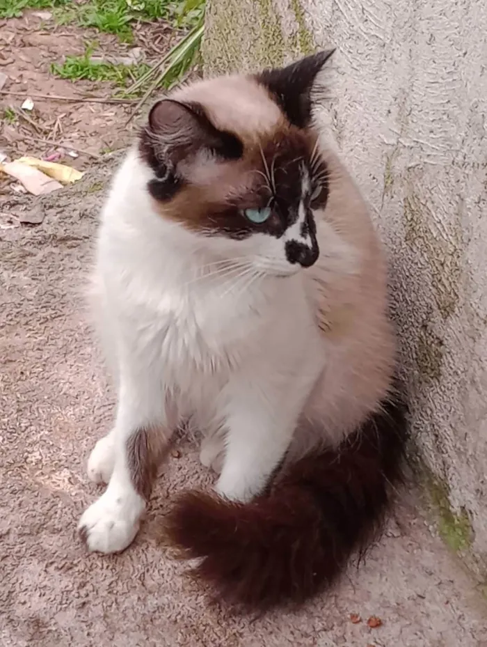 Cachorro ra a Misturado  idade 2 a 6 meses nome Marronzinho 