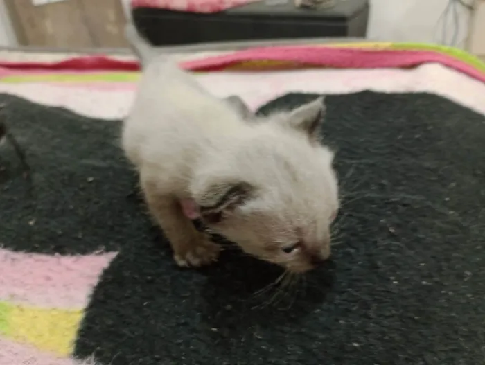 Cachorro ra a Misturado  idade 2 a 6 meses nome Marronzinho 