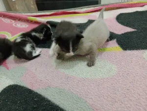 Cachorro raça Misturado  idade 2 a 6 meses nome Marronzinho 