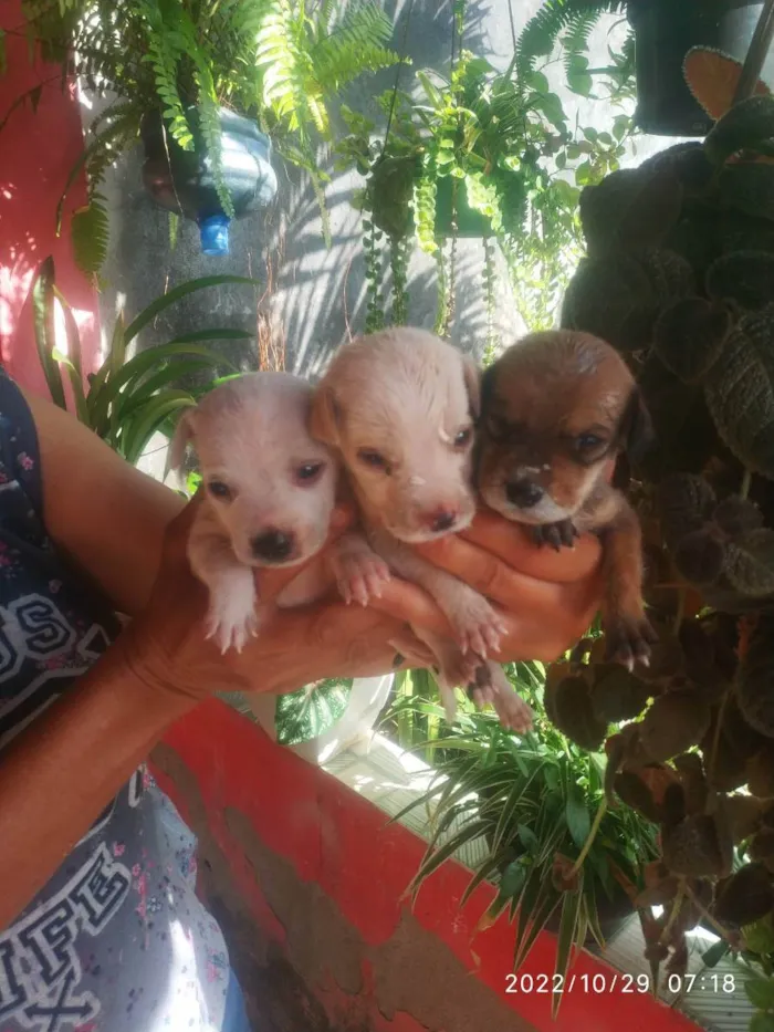 Cachorro ra a Mistura idade 2 a 6 meses nome Cokin ,papinha e gel