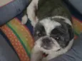 Boris