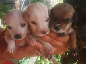 Cachorro raça Mistura idade 2 a 6 meses nome Cokin ,papinha e gel