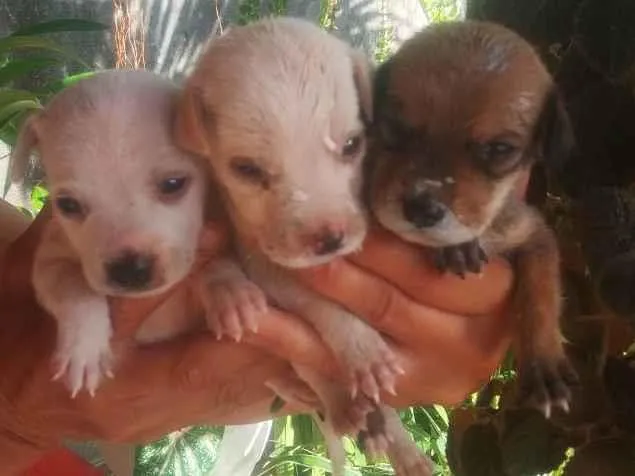 Cachorro ra a Mistura idade 2 a 6 meses nome Cokin ,papinha e gel