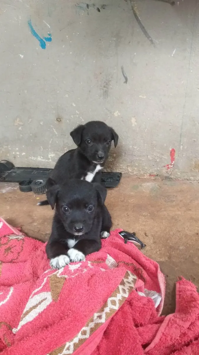 Cachorro ra a Vira lata idade Abaixo de 2 meses nome Machos 