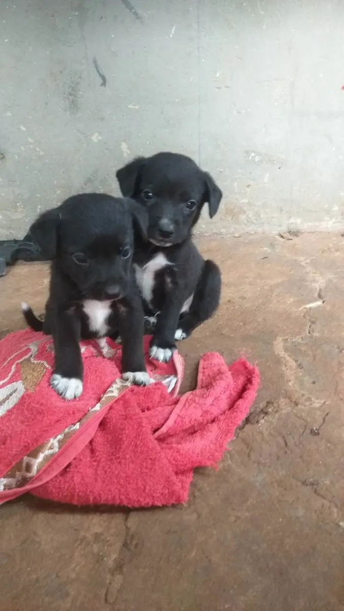 Cachorro ra a Vira lata idade Abaixo de 2 meses nome Machos 