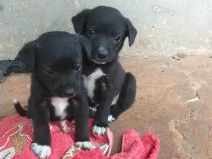 Cachorro ra a Vira lata idade Abaixo de 2 meses nome Machos 