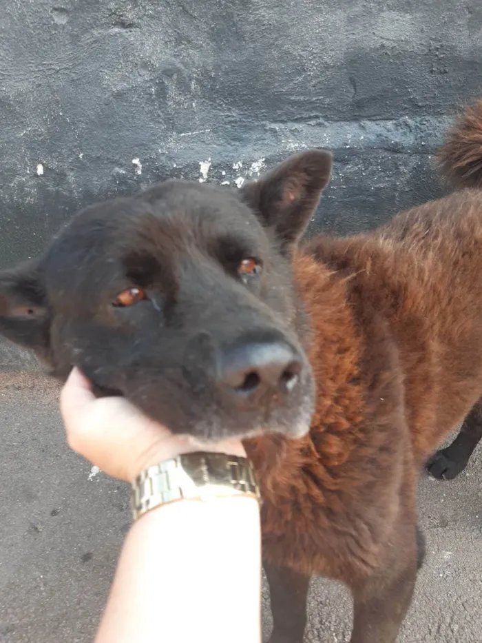 Cachorro ra a Chow chow idade 3 anos nome Negao