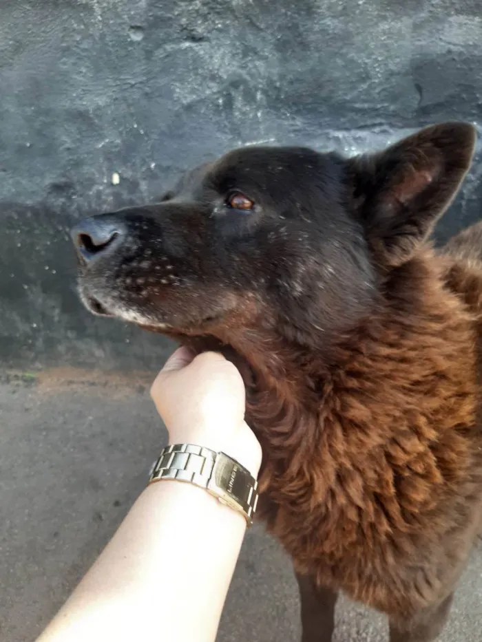 Cachorro ra a Chow chow idade 3 anos nome Negao