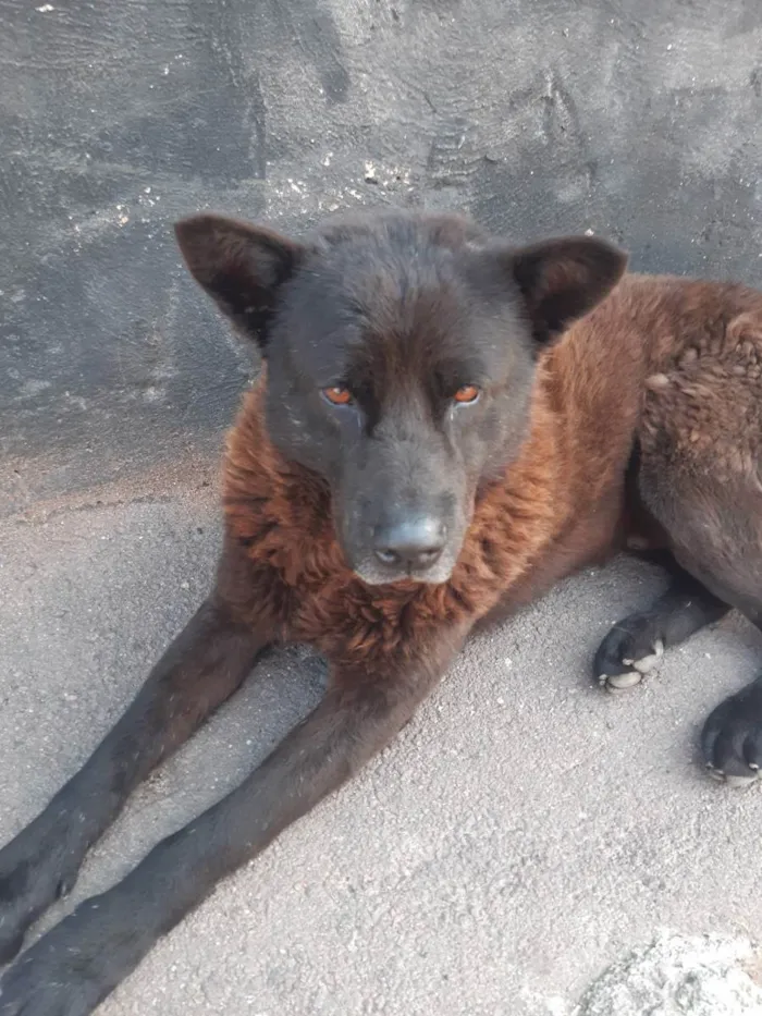 Cachorro ra a Chow chow idade 3 anos nome Negao