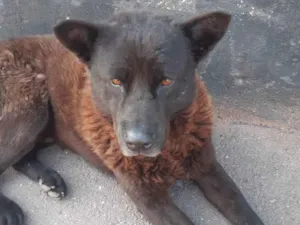 Cachorro raça Chow chow idade 3 anos nome Negao