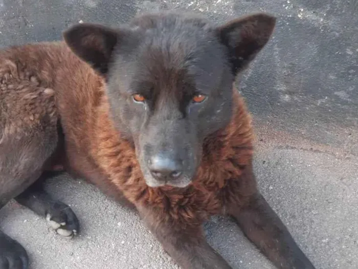 Cachorro ra a Chow chow idade 3 anos nome Negao