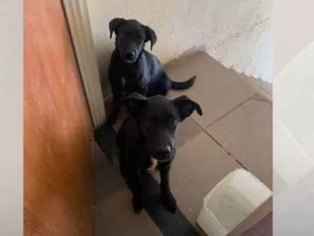 Cachorro ra a Não sei se e de raça  idade 7 a 11 meses nome Meg e mel