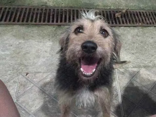 Cachorro ra a Vira lata idade 4 anos nome Bigudo