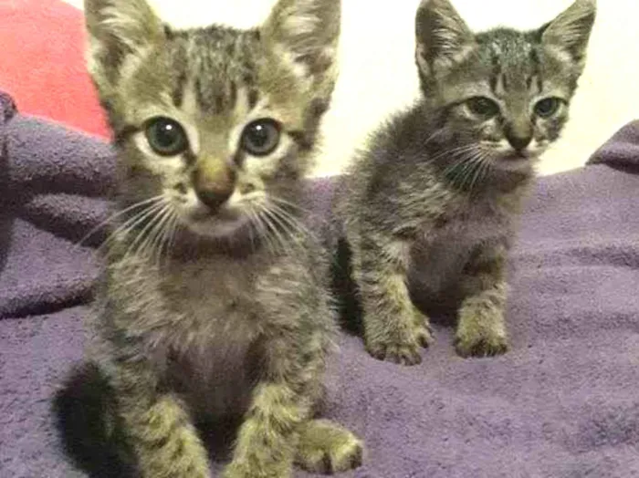 Gato ra a Não tem  idade Abaixo de 2 meses nome 2