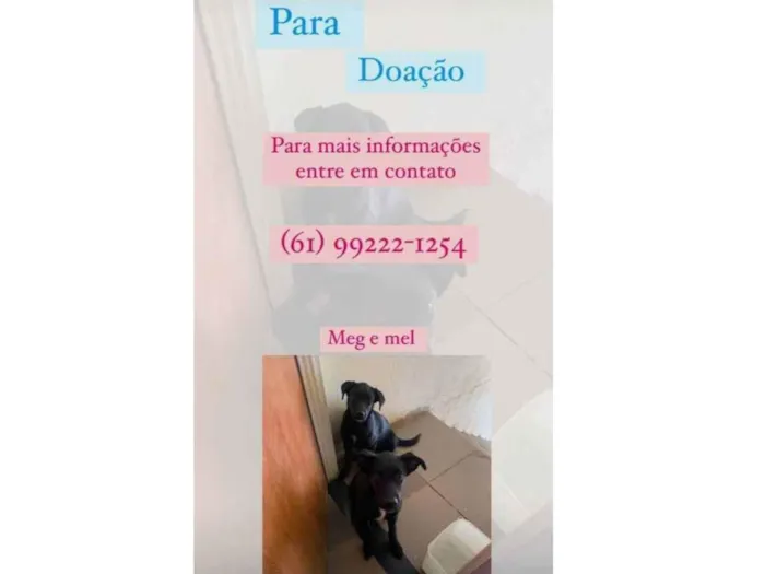 Cachorro ra a Não sei se e de raça  idade 7 a 11 meses nome Meg e mel