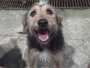 Cachorro raça Vira lata idade 4 anos nome Bigudo