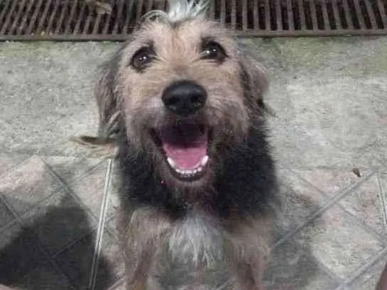 Cachorro ra a Vira lata idade 4 anos nome Bigudo