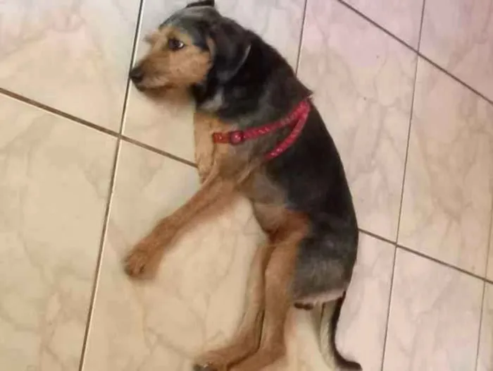 Cachorro ra a Vira lata idade 4 anos nome Bigudo