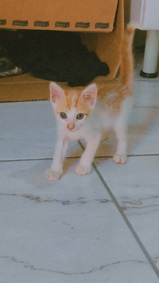 Gato ra a  idade 2 a 6 meses nome Estrela