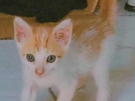 Gato ra a  idade 2 a 6 meses nome Estrela