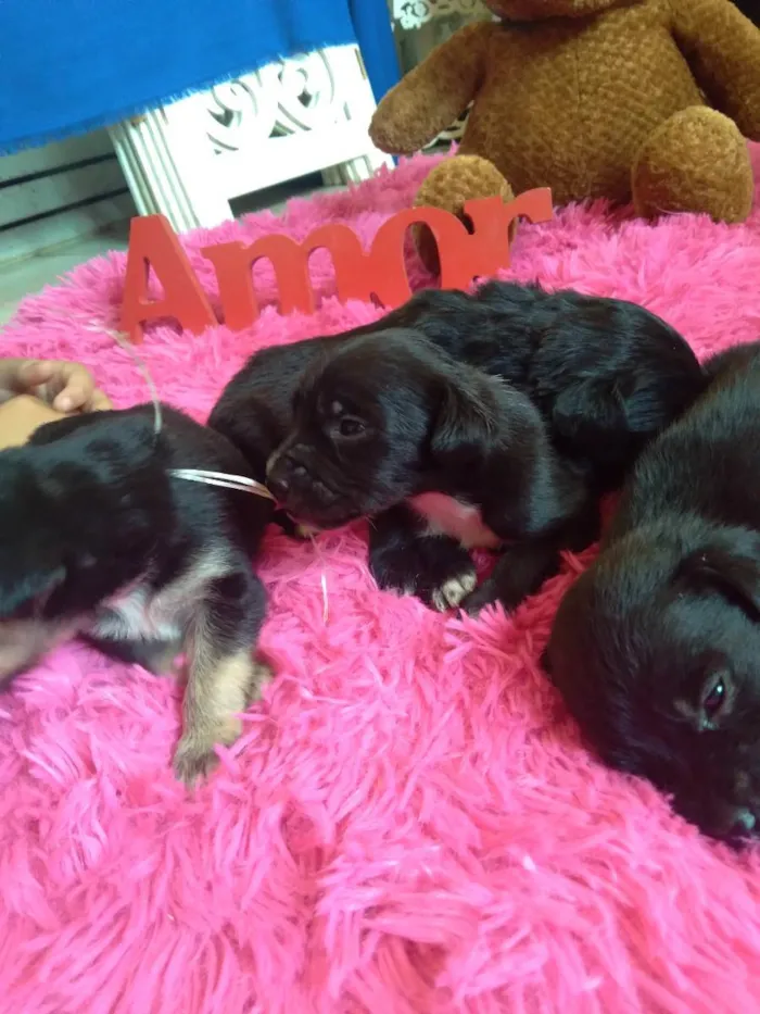 Cachorro raça Indefinida idade Abaixo de 2 meses nome Não tem