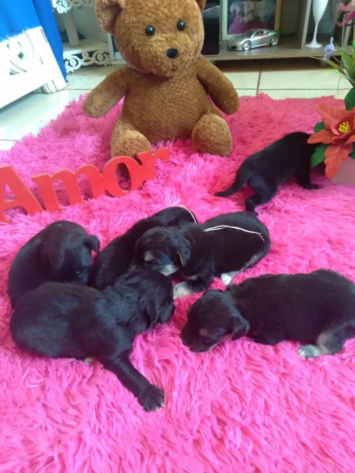 Cachorro raça Indefinida idade Abaixo de 2 meses nome Não tem