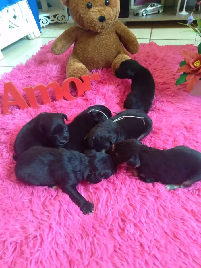 Cachorro raça Indefinida idade Abaixo de 2 meses nome Não tem