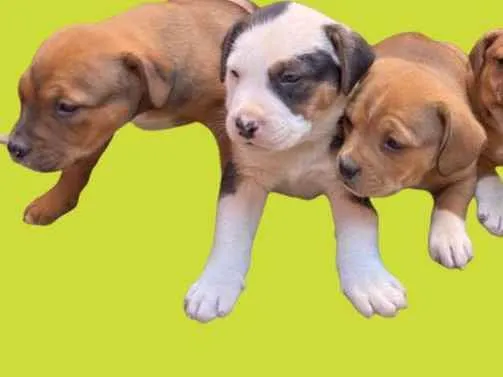 Cachorro ra a Mestiço de petbull  idade Abaixo de 2 meses nome Mini petbull mestiço