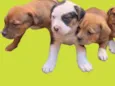Mini petbull mestiço