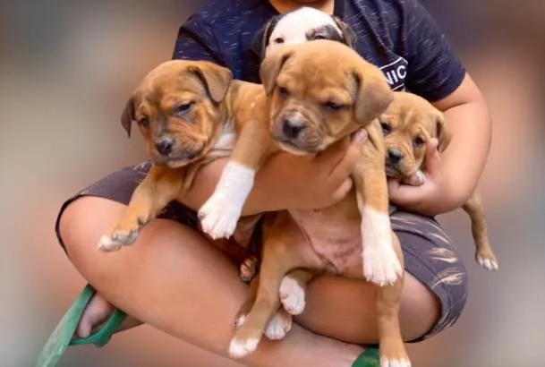 Cachorro ra a Mestiço de petbull  idade Abaixo de 2 meses nome Mini petbull mestiço