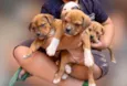 Mini petbull mestiço