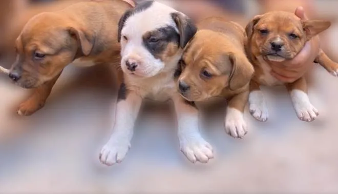 Cachorro ra a Mestiço de petbull  idade Abaixo de 2 meses nome Mini petbull mestiço