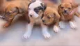Mini petbull mestiço