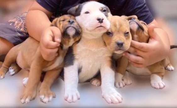 Cachorro ra a Mestiço de petbull  idade Abaixo de 2 meses nome Mini petbull mestiço