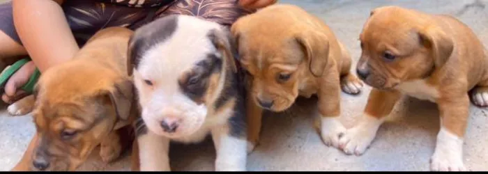 Cachorro ra a Mestiço de petbull  idade Abaixo de 2 meses nome Mini petbull mestiço