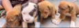 Mini petbull mestiço