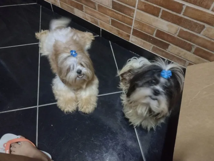 Cachorro ra a Shitzu  idade 1 ano nome Megui e Mizael 