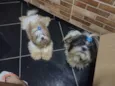 Megui e Mizael