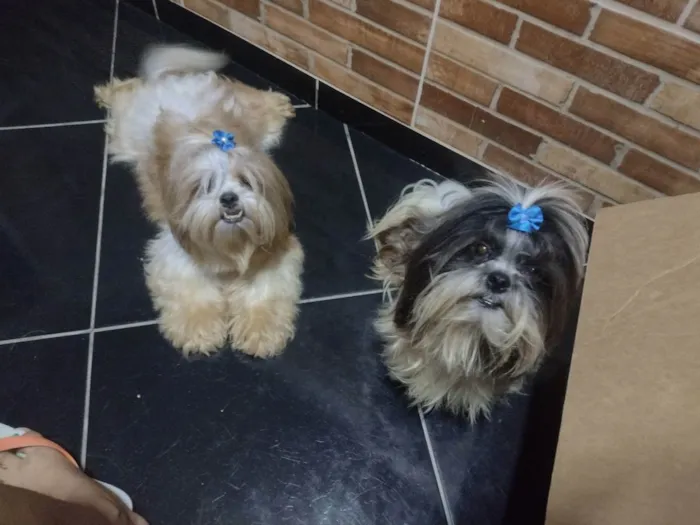 Cachorro ra a Shitzu  idade 1 ano nome Megui e Mizael 