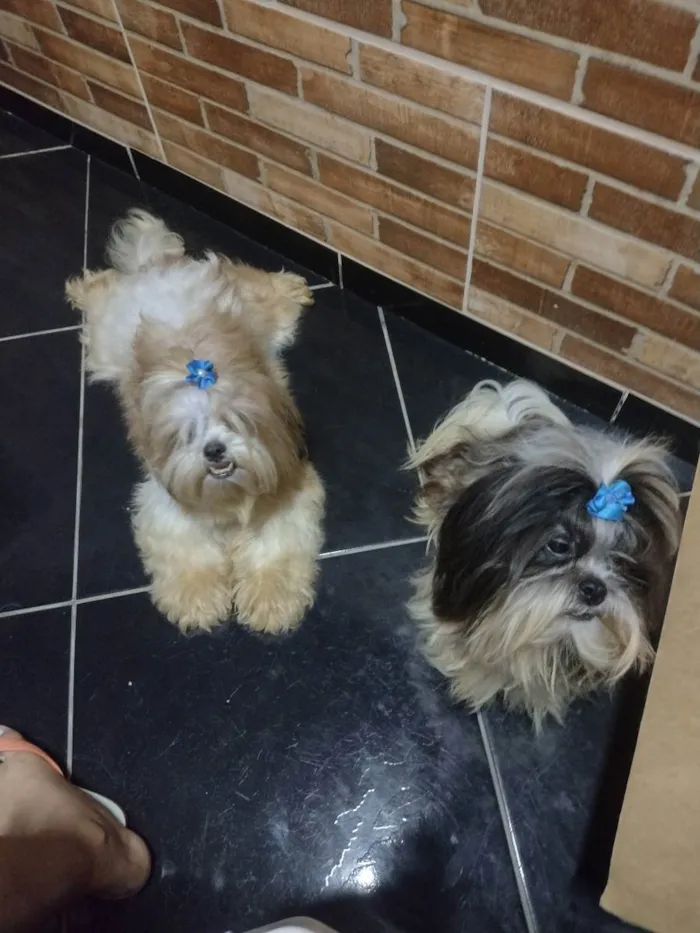 Cachorro ra a Shitzu  idade 1 ano nome Megui e Mizael 