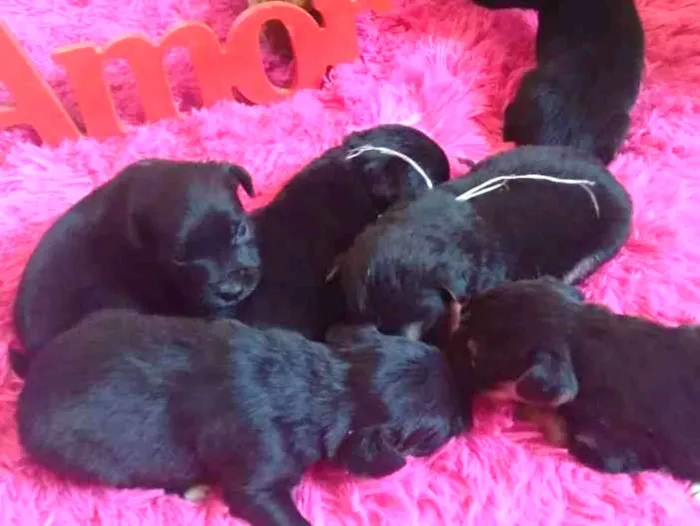 Cachorro raça Indefinida idade Abaixo de 2 meses nome Não tem