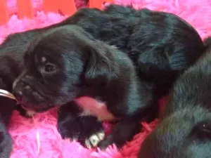 Cachorro raça Indefinida idade Abaixo de 2 meses nome Não tem