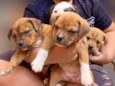 Mini petbull mestiço