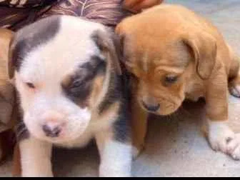 Cachorro ra a Mestiço de petbull  idade Abaixo de 2 meses nome Mini petbull mestiço