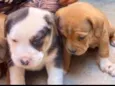 Mini petbull mestiço