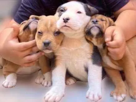 Cachorro ra a Mestiço de petbull  idade Abaixo de 2 meses nome Mini petbull mestiço