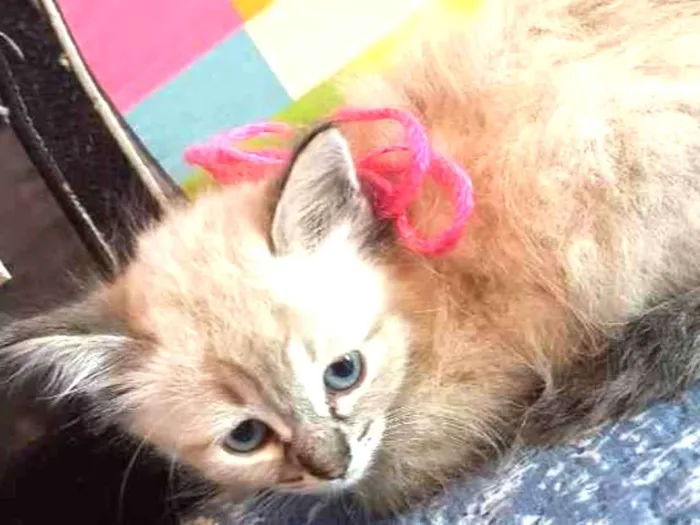 Gato raça Sianes idade Abaixo de 2 meses nome S/ NOME