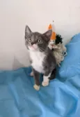 BOOBY